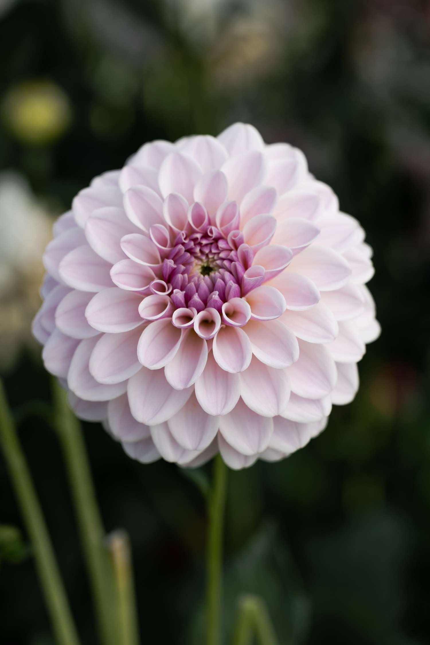 Dahlie 'Pink Silk'